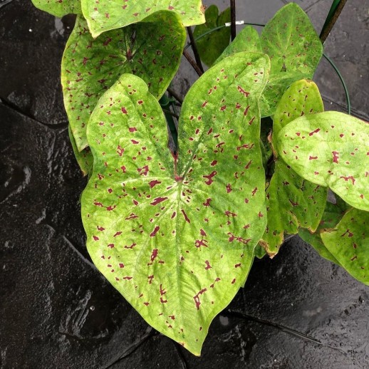 comprar muda de caladium Marieta