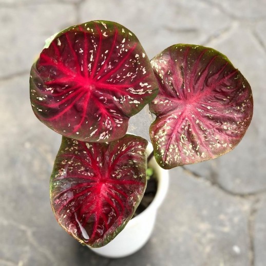 comprar muda de caladium Jully