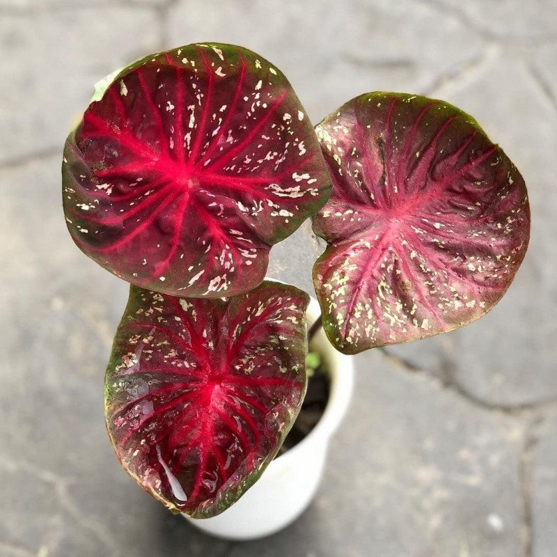 comprar muda de caladium Jully