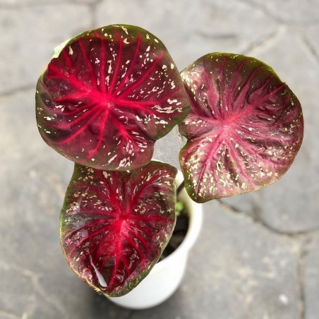 comprar muda de caladium Jully