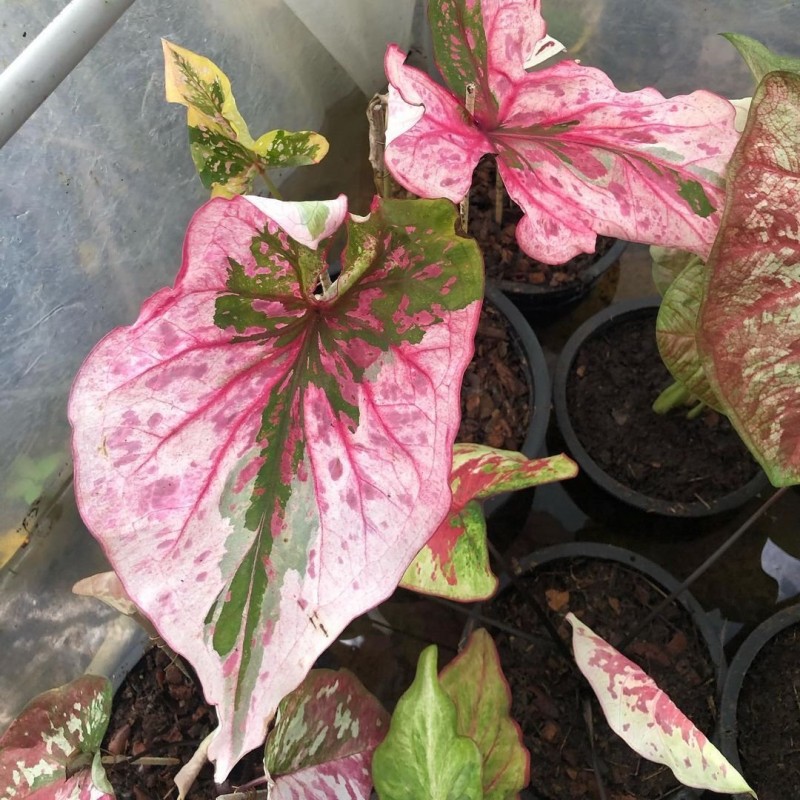 comprar muda de caladium Gabi