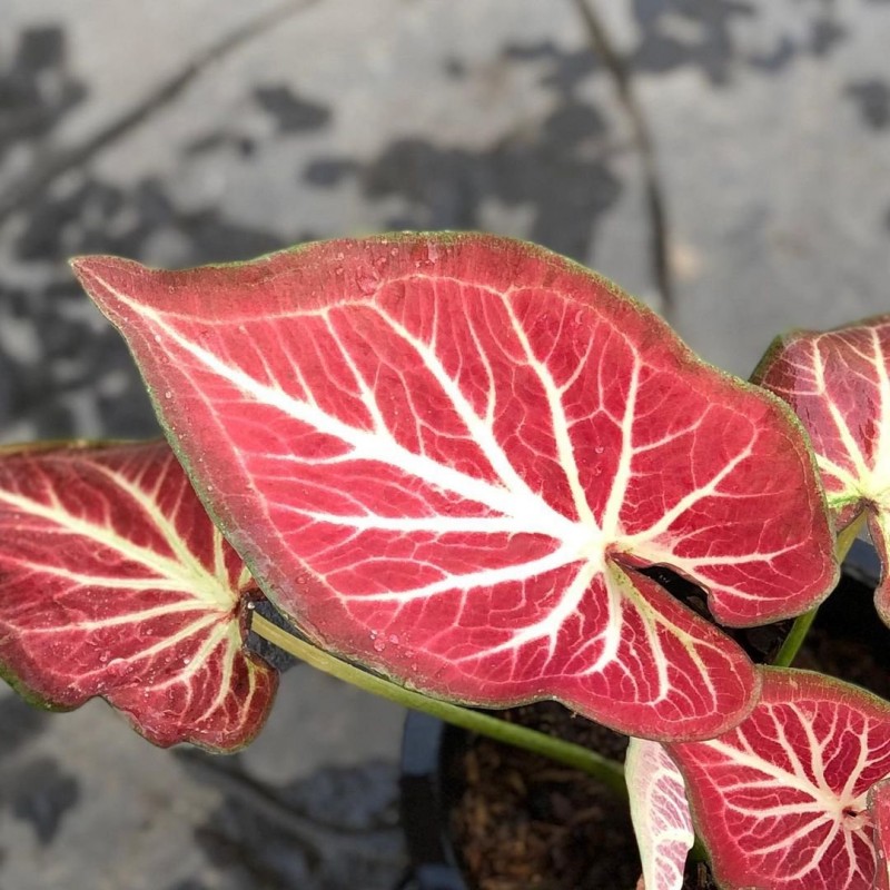 comprar muda de caladium Luciana