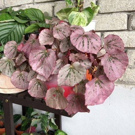 comprar muda de caladium Aline