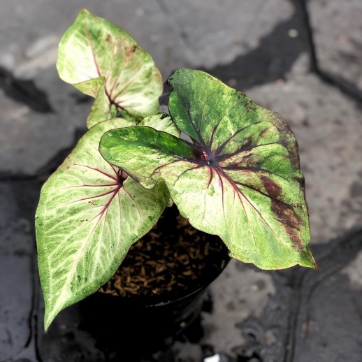 comprar muda de caladium Adriane