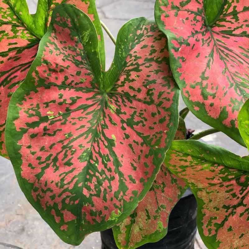 comprar muda de caladium  Jéssica
