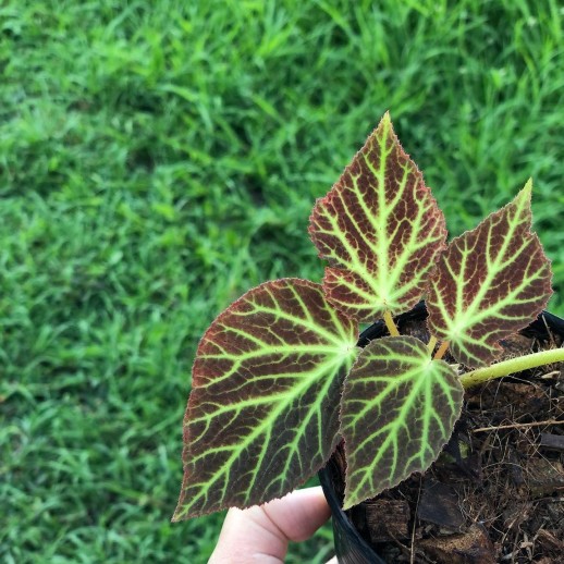 comprar muda de caladium Beatrice