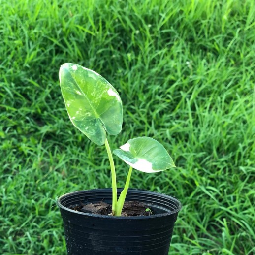 comprar muda de caladium Emanuela