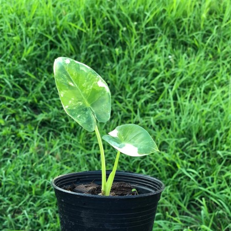 comprar muda de caladium Emanuela