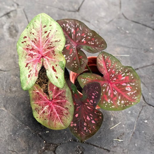 comprar muda de caladium Emanuely