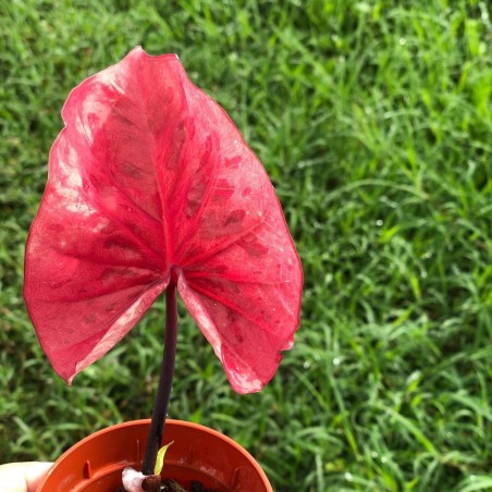 comprar muda de caladium Liliane