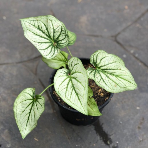 Muda de Caladium Samira