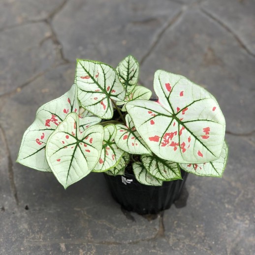 comprar muda de caladium Ághata