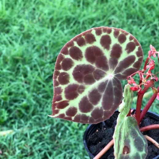 comprar muda de caladium Alícia