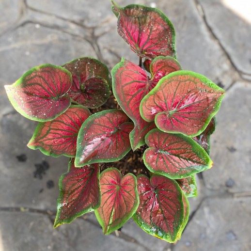 comprar muda de caladium Roberta