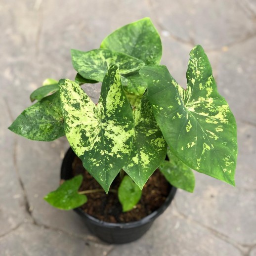 comprar muda de caladium Kátia