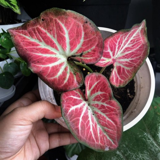 Muda de Caladium Mariane