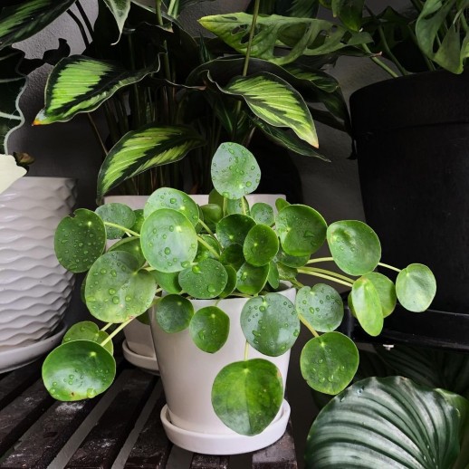 Muda de planta caladium á venda