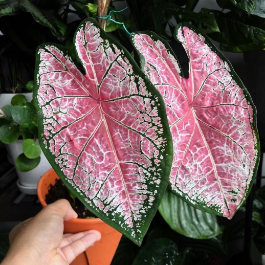 Muda de planta caladium á venda