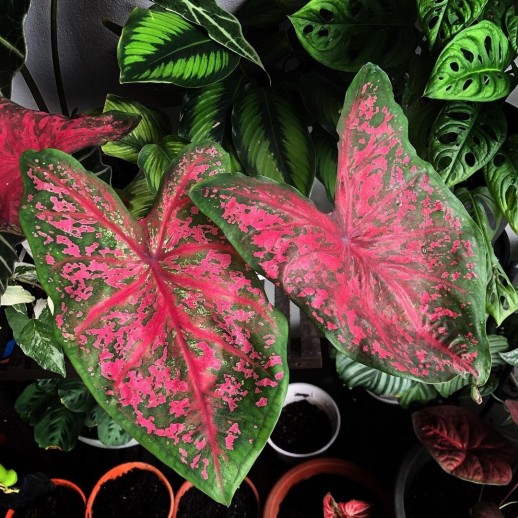 Muda de planta caladium á venda