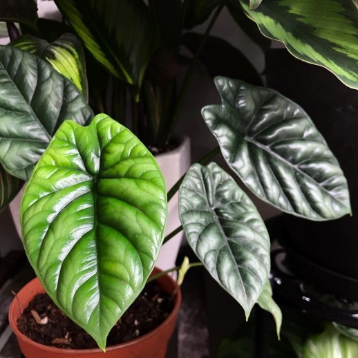 Muda de Caladium Thais