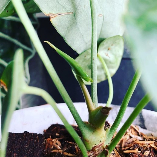 muda de planta caladium á venda