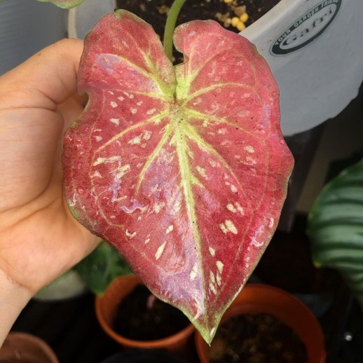 muda de planta caladium á venda