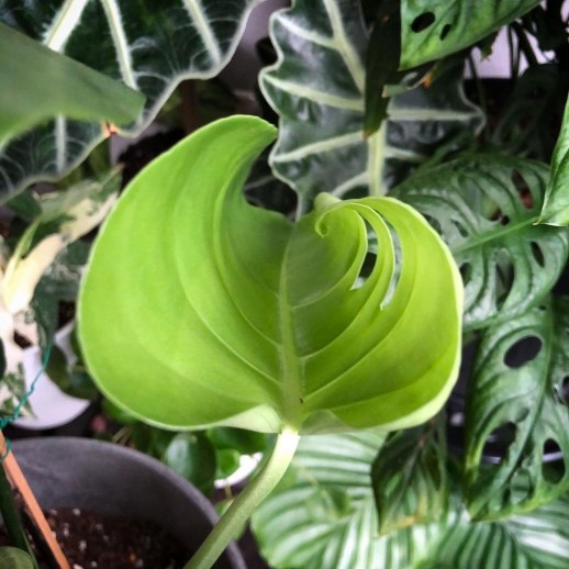 Muda de Caladium Cláudia