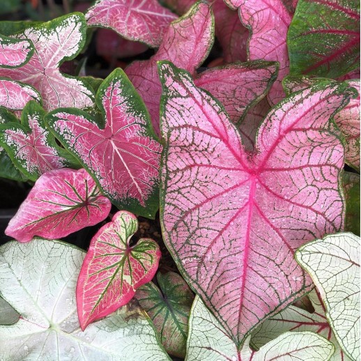 mudas de caladium