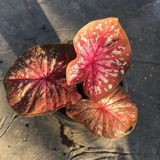venda de muda de caladium