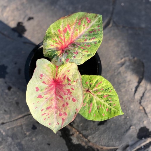 mudas de caladium