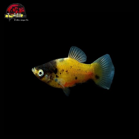 comprar Peixe Platy Abelhinha