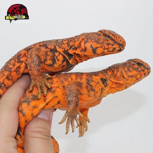 Répteis Uromastyx Legalizado