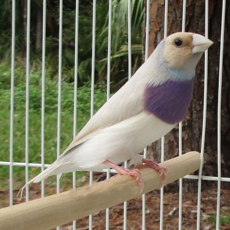 Diamante Gould Prata