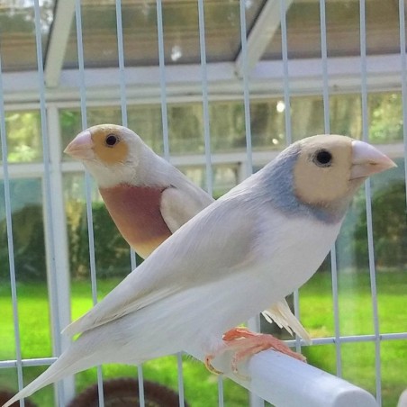 comprar diamante gould prateado