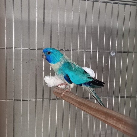 comprar Periquito Esplêndido Mutação