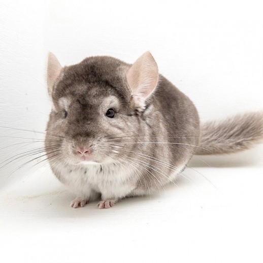 Chinchila Bege Macho