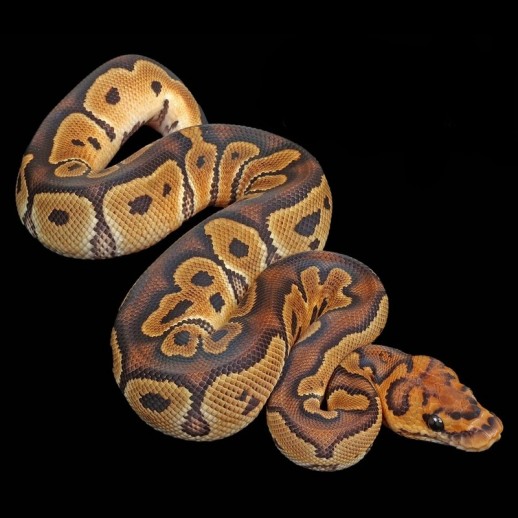 Cobra Python Ball - Clown...