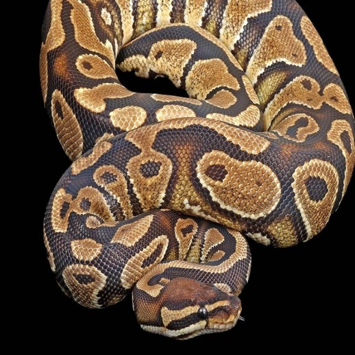 venda de cobra legalizada brasil