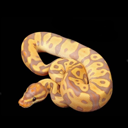 venda de serpente piton