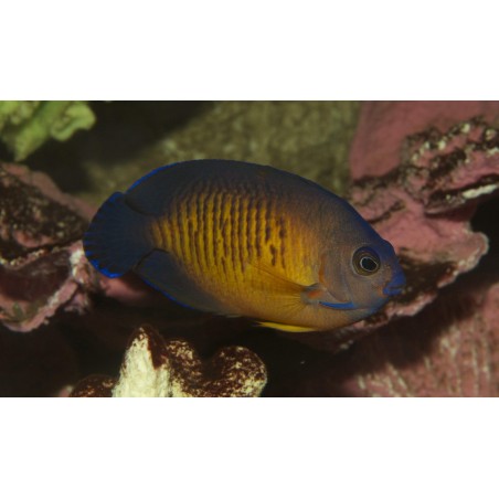BLUE FIN ANGEL - CENTROPYGE MULTISPINIS