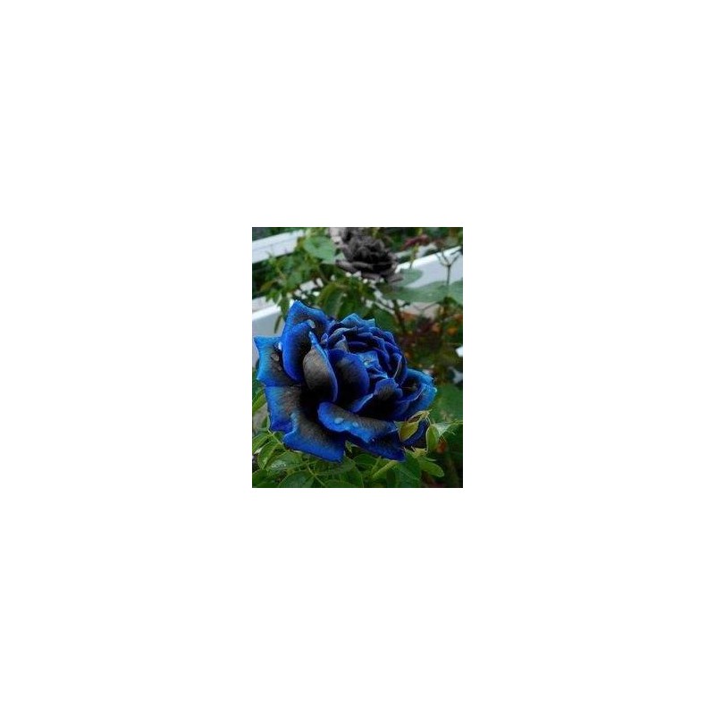 Rosa Blue Black - Azul Mesclado  - Sementes Raras - Exóticas