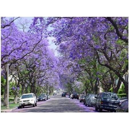 Árvore Jacarandá Azul  - Sementes Raras - Exóticas