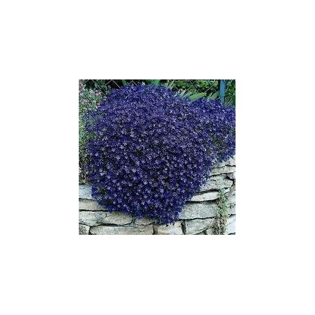 Árvore Jacarandá Azul  - Sementes Raras - Exóticas