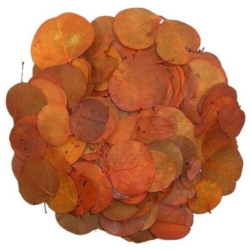 Kit Floresta - ReptiBark e Folhagens Répteis | Terrário