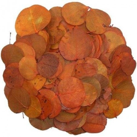 Kit Floresta - ReptiBark e Folhagens Répteis | Terrário