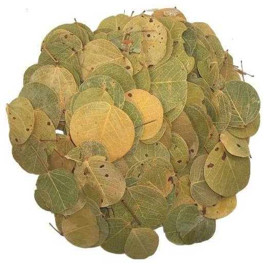 Kit Floresta - ReptiBark e Folhagens Répteis | Terrário