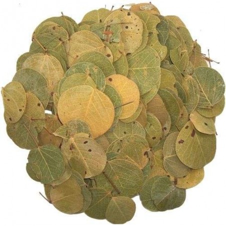 Kit Floresta - ReptiBark e Folhagens Répteis | Terrário