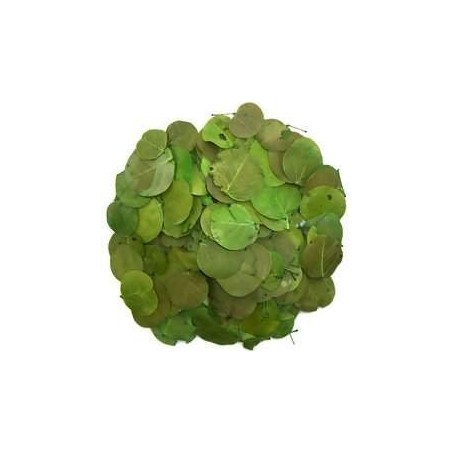 Kit Floresta - ReptiBark e Folhagens Répteis | Terrário