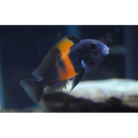 PARACIPRICHROMIS NIGRIPINNIS BLUE NEON 3 A 4 cm