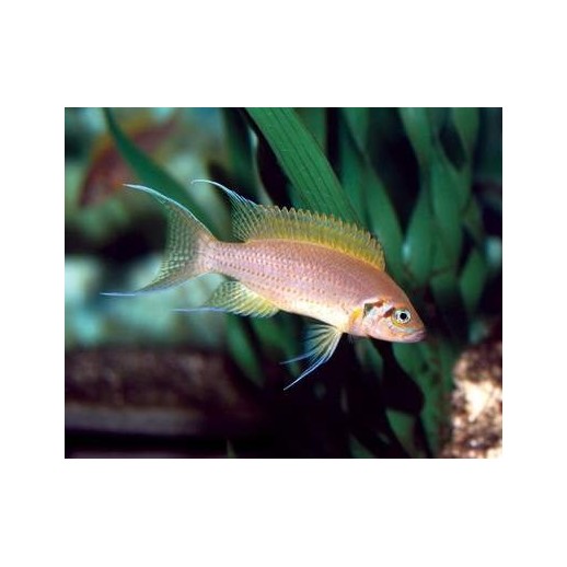 TROPHEUS MOORI BRICHARDI KIPILI 4 A 5 cm